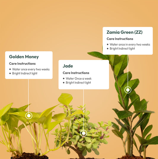 Set of 3 - ZZ - Zamia Green & Golden Money & Lucky Jade Plant