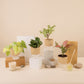 Set of 4 - Aglaonema Pink Valentine & Lucky Jade & Golden Money & Peperomia Green Plant