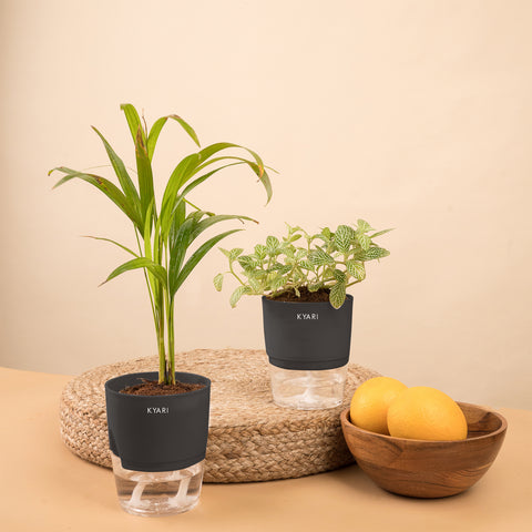 Set of 2 - Fittonia Green & Areca Palm Plant