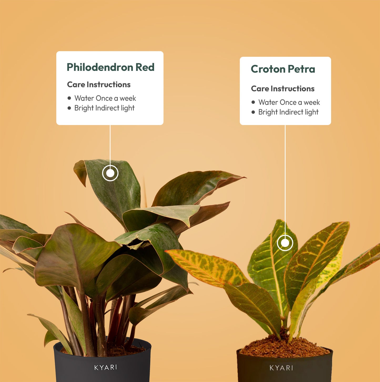 Set of 2 - Croton Petra & Philodendron Red Plant