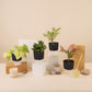 Set of 4 - Aglaonema Pink Valentine & Lucky Jade & Golden Money & Peperomia Green Plant