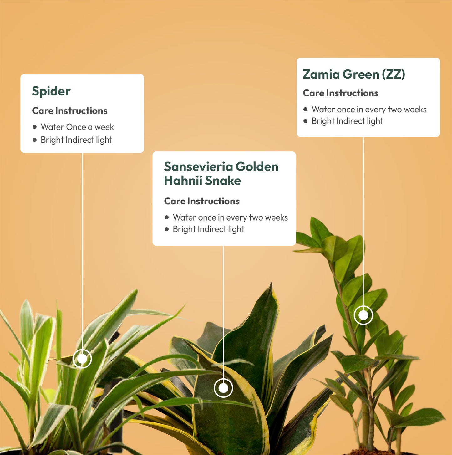 Set of 3 Live Indoor Plant Combo of Sansevieria Golden Hahnii Snake and Spider and Zamia Green (ZZ) with Self Watering Pot