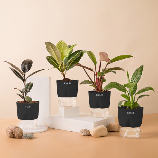 Set of 4 - Philodendron Red & Black Rubber & Peace Lily & Croton Petra Plant