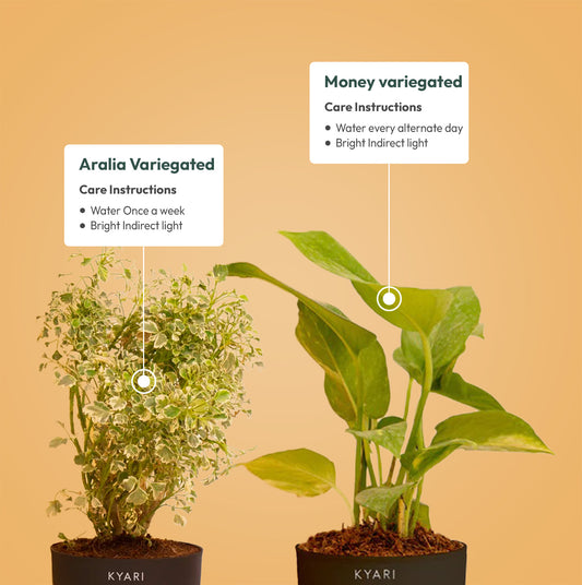 Set of 2 - Money variegated & Aralia Variegated Plant