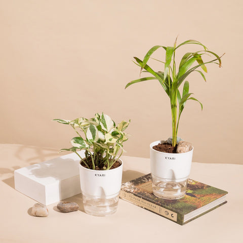 Set of 2 - Areca Palm & Money N'Joy Plant