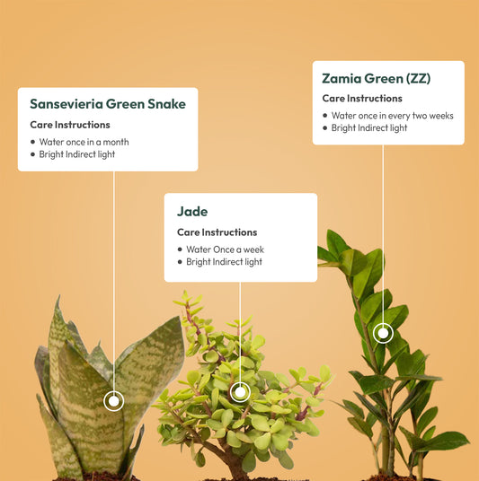 Set of 3 - Green Snake & ZZ - Zamia Green & Lucky Jade Plant