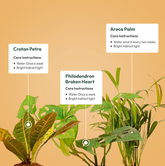 Set of 3 - Areca Palm & Philodendron Broken Heart & Croton Petra Plant