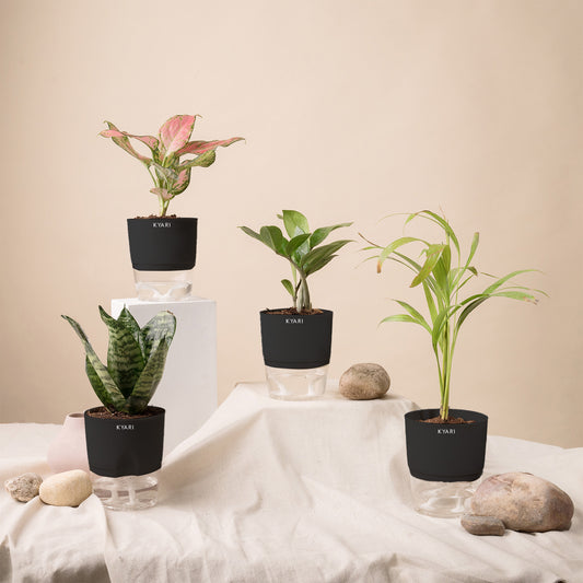 Set of 4 - Green Snake & Areca Palm & ZZ - Zamia Green & Aglaonema Pink Valentine Plant