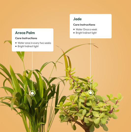 Set of 2 - Areca Palm & Lucky Jade Plant