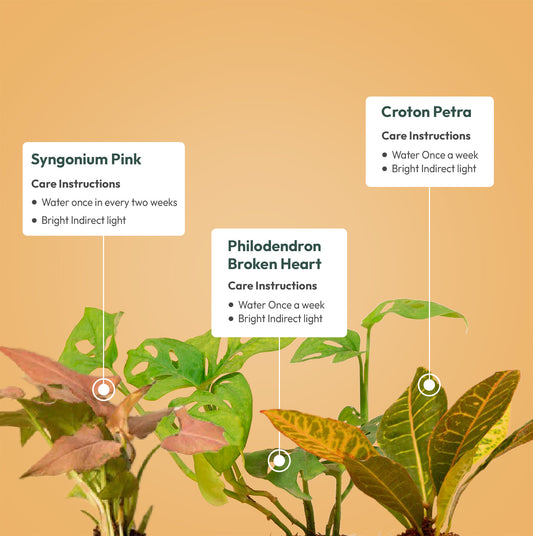 Set of 3 - Philodendron Broken Heart & Croton Petra & Syngonium Pink Plant