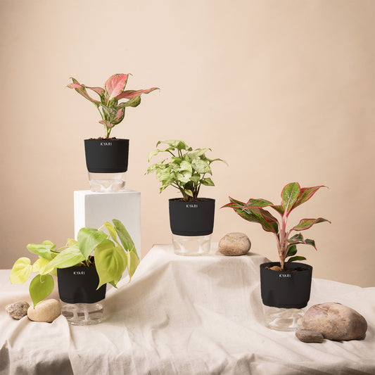Set of 4 - Syngonium Pixie White & Aglaonema Pink Valentine & Golden Money & Aglaonema Lipstick Plant