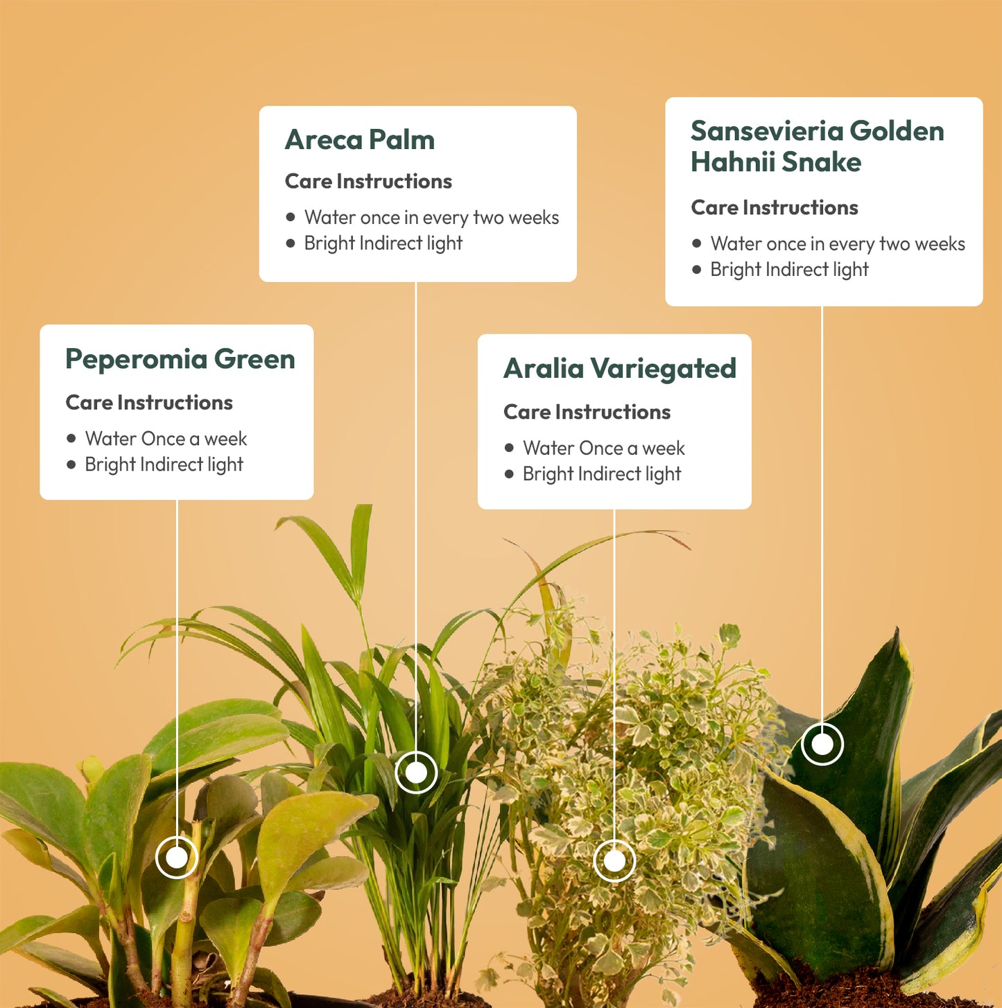 Set of 4 Live Indoor Plant Combo of Sansevieria Golden Hahnii Snake and Aralia Variegated and Peperomia Green and Areca Palm with Self Watering Pot
