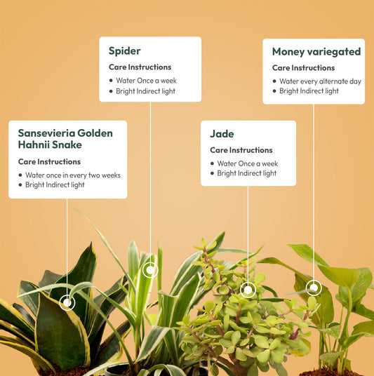 Set of 4 - Golden Hahnii Snake & Money variegated & Spider & Lucky Jade Plant