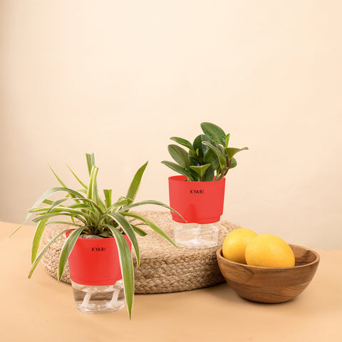 Set of 2 - Peperomia Green & Spider Plant