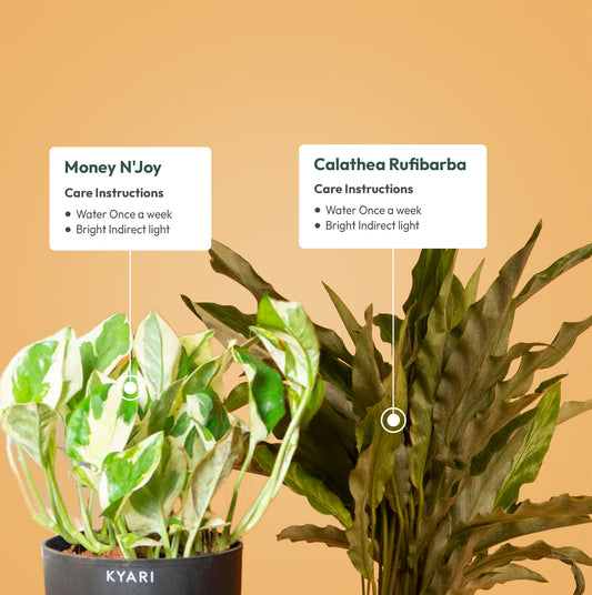 Set of 2 - Money N'Joy & Calathea Rufibarba Plant