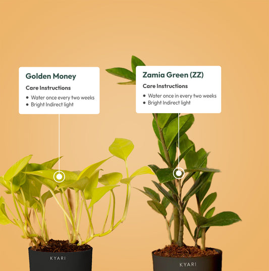 Set of 2 - ZZ - Zamia Green & Golden Money Plant
