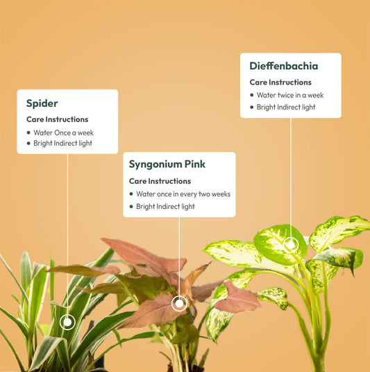 Set of 3 - Syngonium Pink & Dieffenbachia & Spider Plant