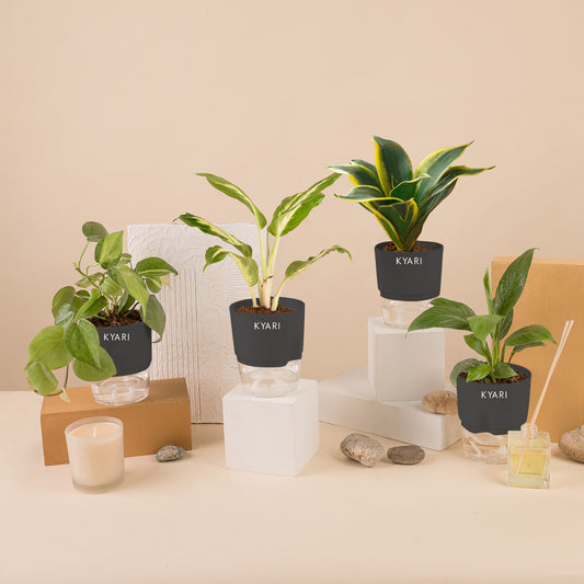 Set of 4 - Peace Lily & Money variegated & Dieffenbachia & Golden Hahnii Snake Plant