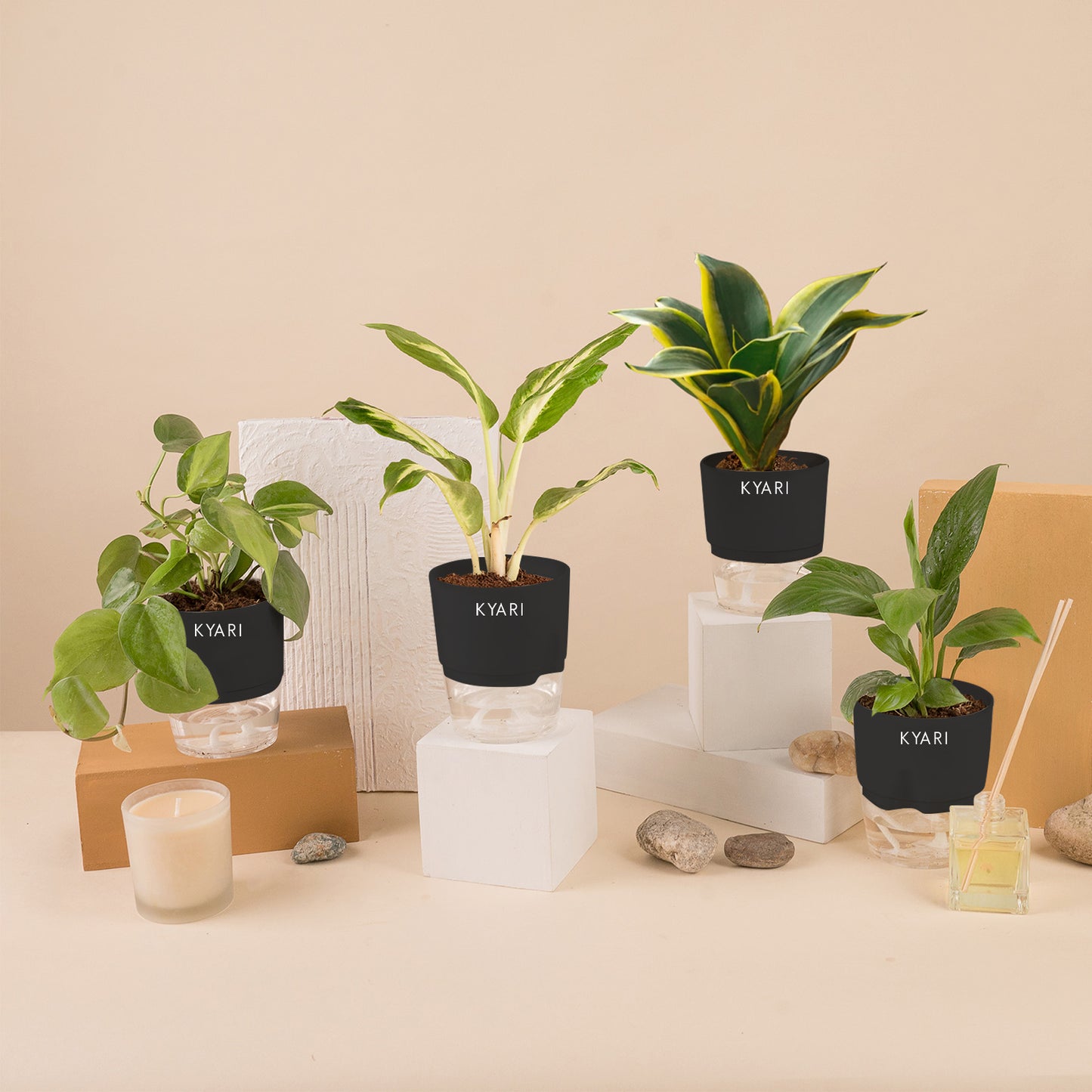 Set of 4 - Peace Lily & Money variegated & Dieffenbachia & Golden Hahnii Snake Plant