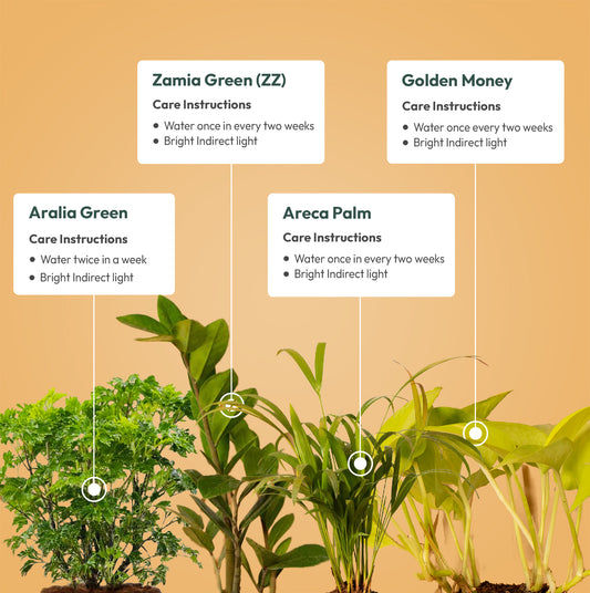 Set of 4 - Aralia Green & Golden Money & ZZ - Zamia Green & Areca Palm Plant