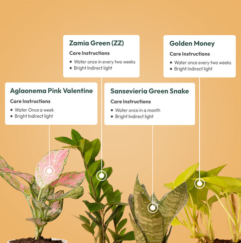 Set of 4 - Aglaonema Pink Valentine & ZZ - Zamia Green & Green Snake & Golden Money Plant