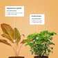 Set of 2 - Aglaonema Lipstick & Aralia Green Plant
