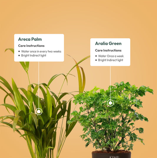 Set of 2 - Areca Palm & Aralia Green Plant
