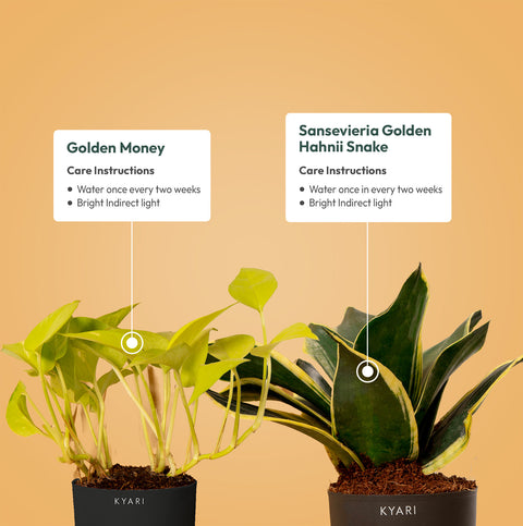 Set of 2 - Golden Money & Golden Hahnii Snake Plant