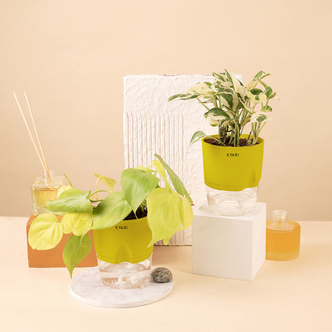 Set of 2 - Golden Money & Money N'Joy Plant