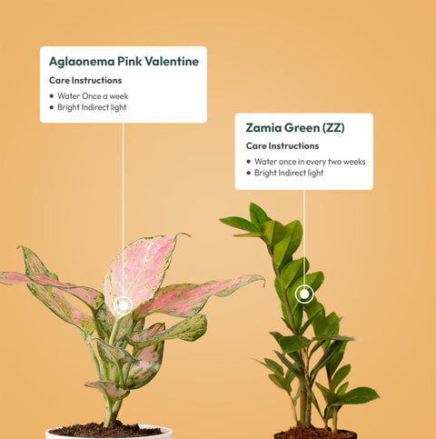 Set of 2 - Aglaonema Pink Valentine & ZZ - Zamia Green Plant