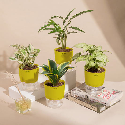 Set of 4 - Calathea Rufibarba & Golden Hahnii Snake & Money N'Joy & Syngonium Pixie White Plant