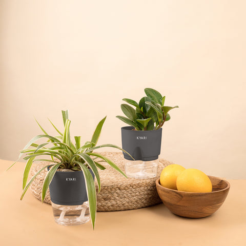 Set of 2 - Peperomia Green & Spider Plant