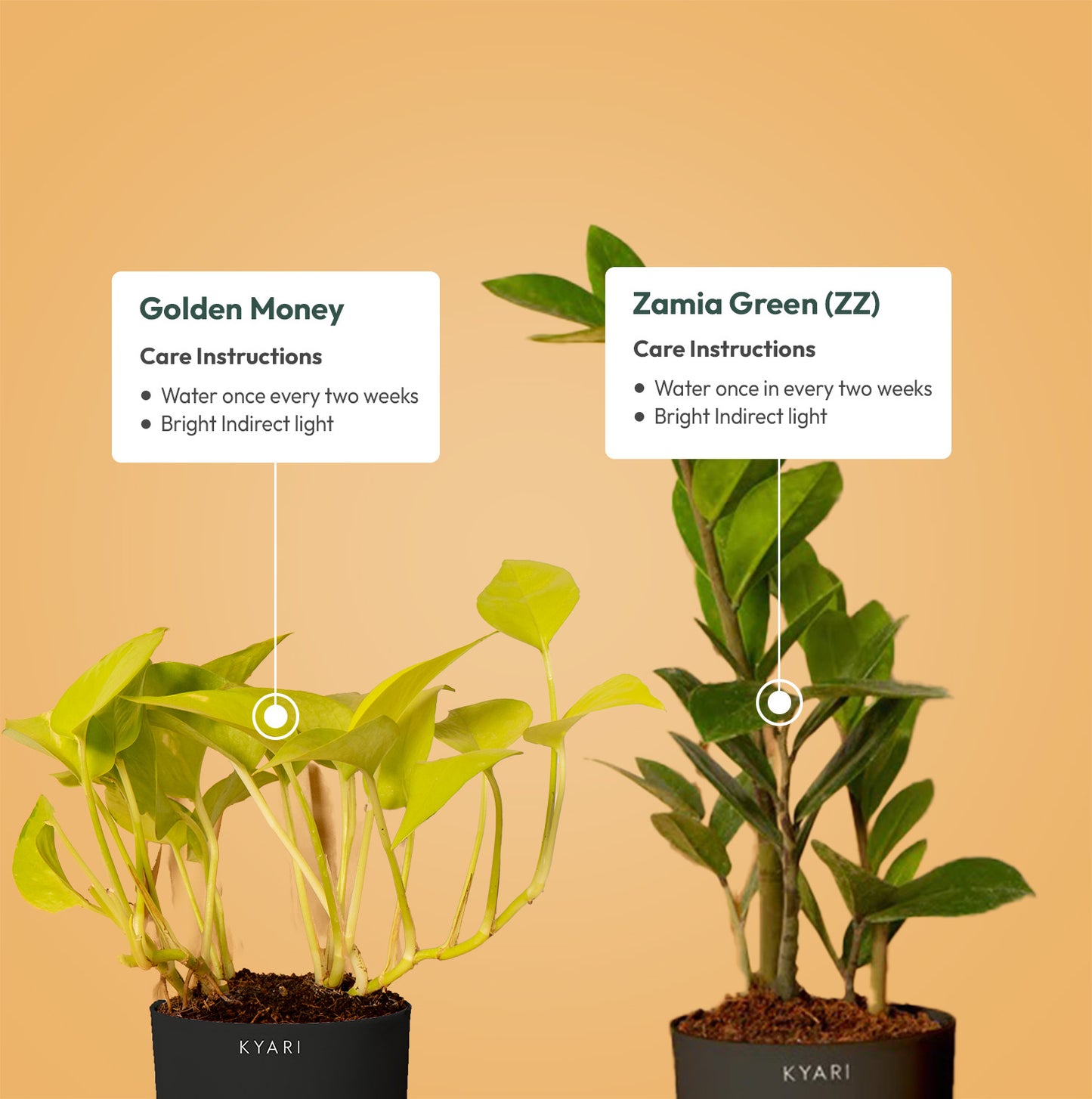 Set of 2 - Golden Money & ZZ - Zamia Green Plant