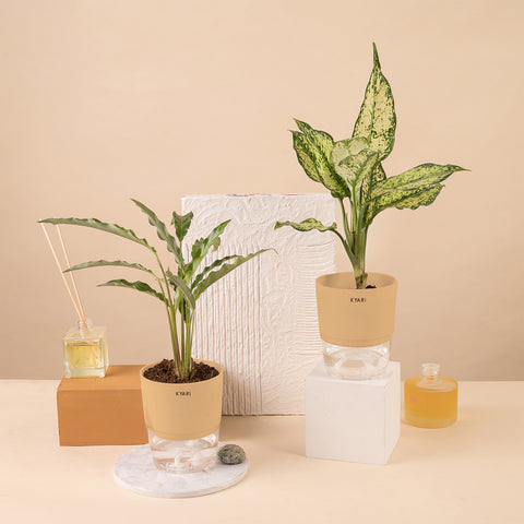 Set of 2 - Calathea Rufibarba & Dieffenbachia Plant