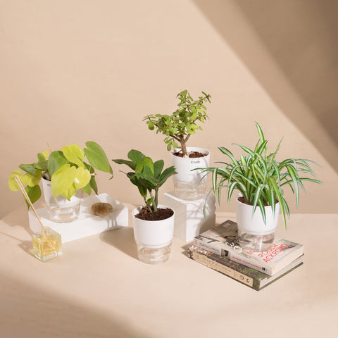 Set of 4 - ZZ - Zamia Green & Golden Money & Lucky Jade & Spider Plant