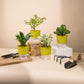 Set of 4 - Money N'Joy & Golden Hahnii Snake & Lucky Jade & Peperomia Green Plant