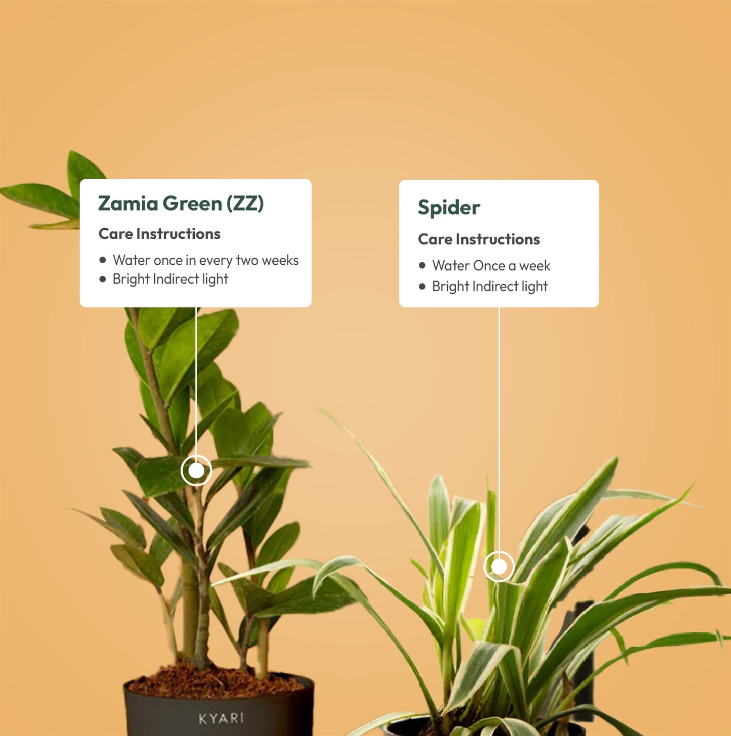 Set of 2 - ZZ - Zamia Green & Spider Plant
