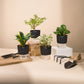 Set of 4 - Money N'Joy & Golden Hahnii Snake & Lucky Jade & Peperomia Green Plant