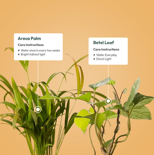 Set of 2 - Areca Palm & Betel Leaf Plant