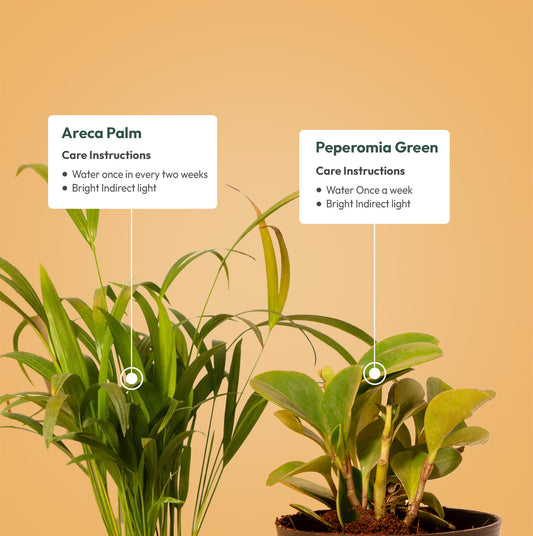 Set of 2 - Peperomia Green & Areca Palm Plant