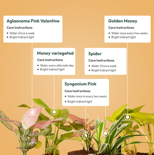 Set of 5 - Aglaonema Pink Valentine & Golden Money & Syngonium Pink & Money variegated & Spider Plant