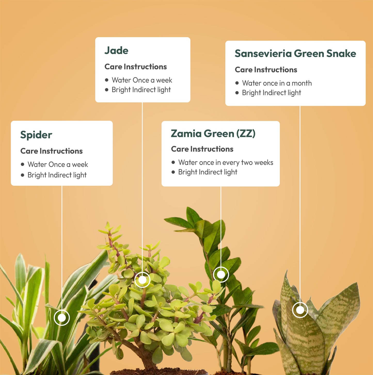 Set of 4 - Green Snake & ZZ - Zamia Green & Lucky Jade & Spider Plant