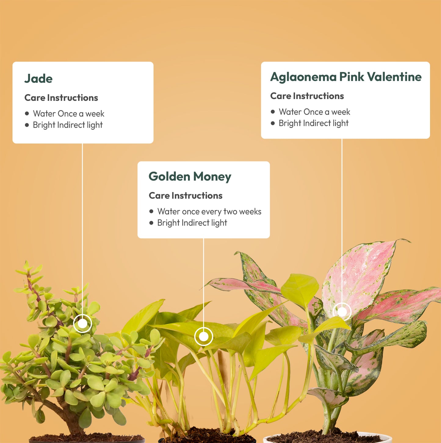 Set of 3 - Aglaonema Pink Valentine & Lucky Jade & Golden Money Plant