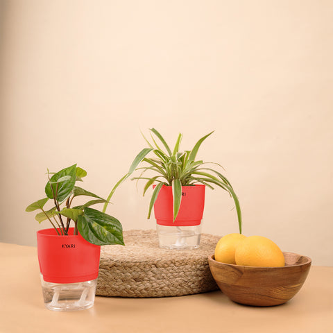 Set of 2 - Betel Leaf & Spider Plant