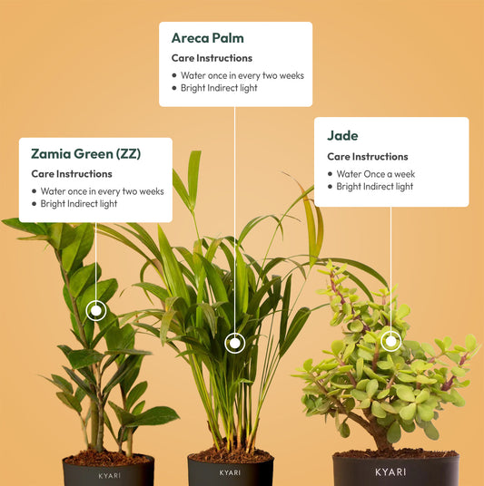 Set of 3 - ZZ - Zamia Green & Lucky Jade & Areca Palm Plant