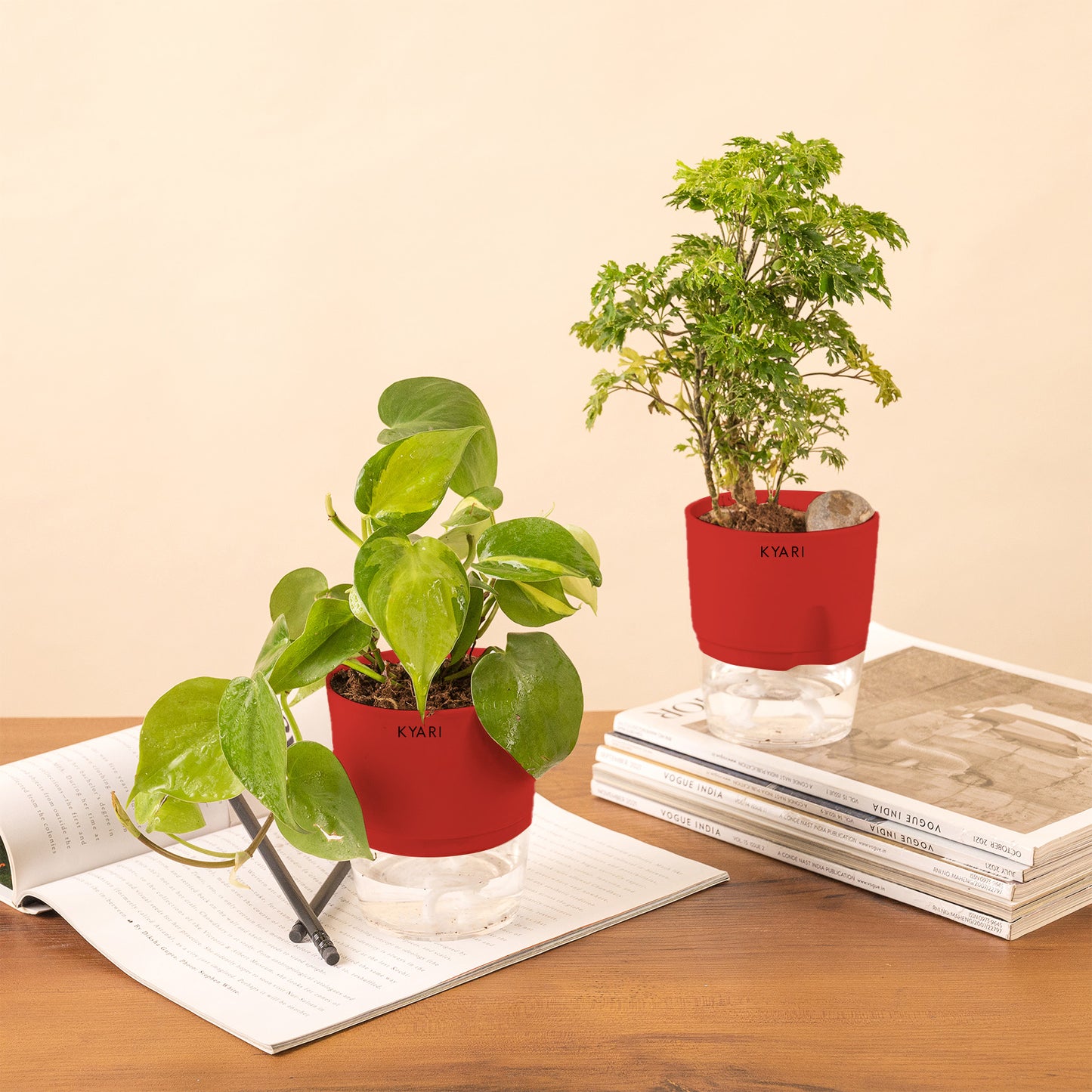 Set of 2 - Aralia Green & Money variegated Plant