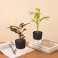 Set of 2 - Areca Palm & Aglaonema Lipstick Plant