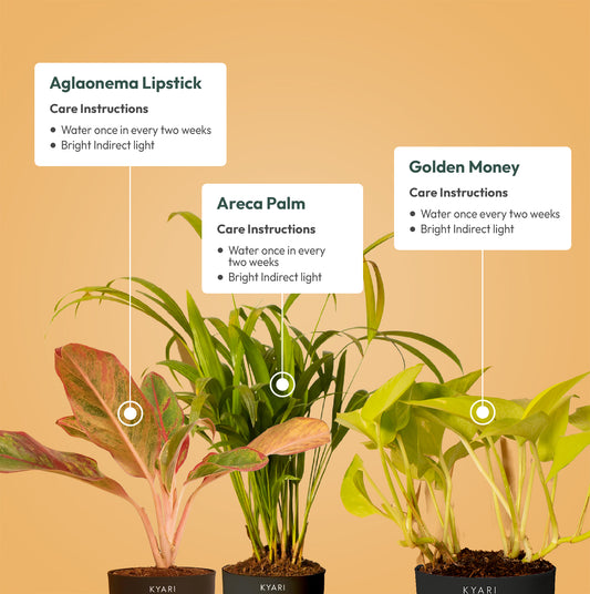 Set of 3 - Areca Palm & Aglaonema Lipstick & Golden Money Plant