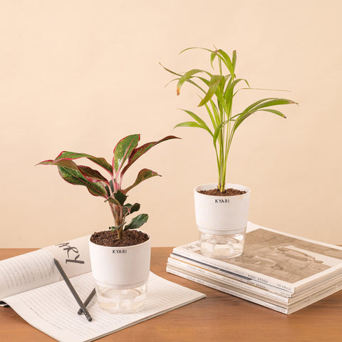 Set of 2 - Areca Palm & Aglaonema Lipstick Plant