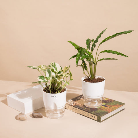 Set of 2 - Money N'Joy & Calathea Rufibarba Plant